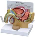 Male Pelvis Model cross section with Prostate